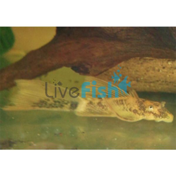 L/F Marble Bristlenose Catfish 3.5cm