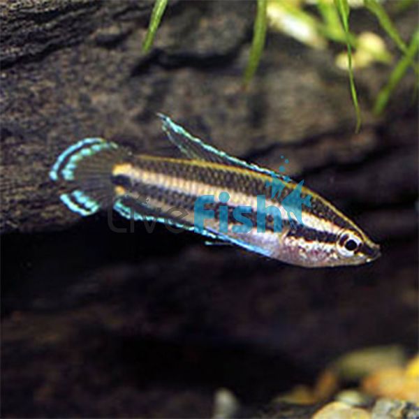 Licorice Gourami 2.5cm