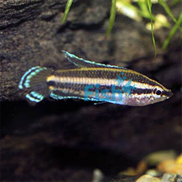 Licorice Gourami 3cm