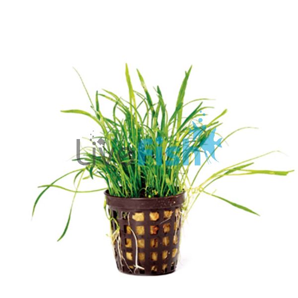 Lilaeopsis Potted