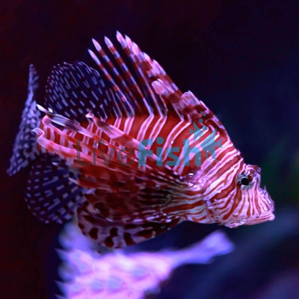 Zebra Lionfish - Medium