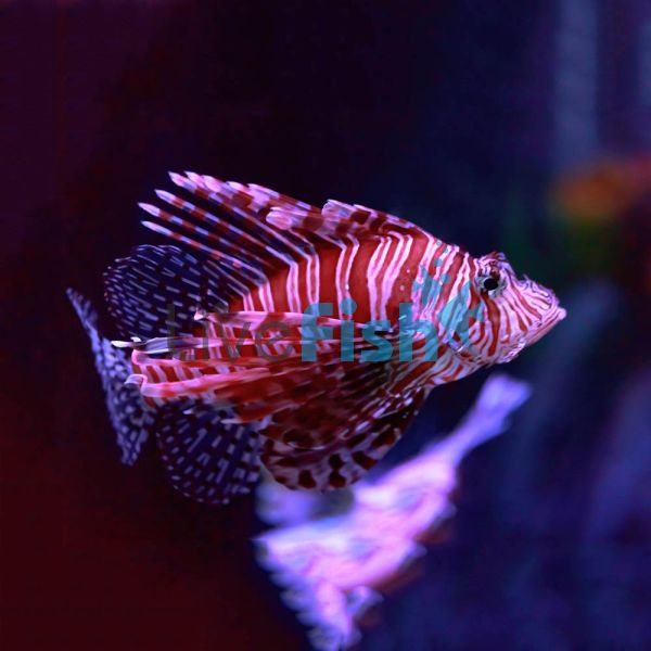 Zebra Lionfish - Small