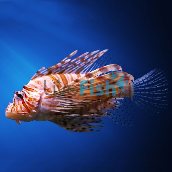 Lionfish Devil Haz - Medium