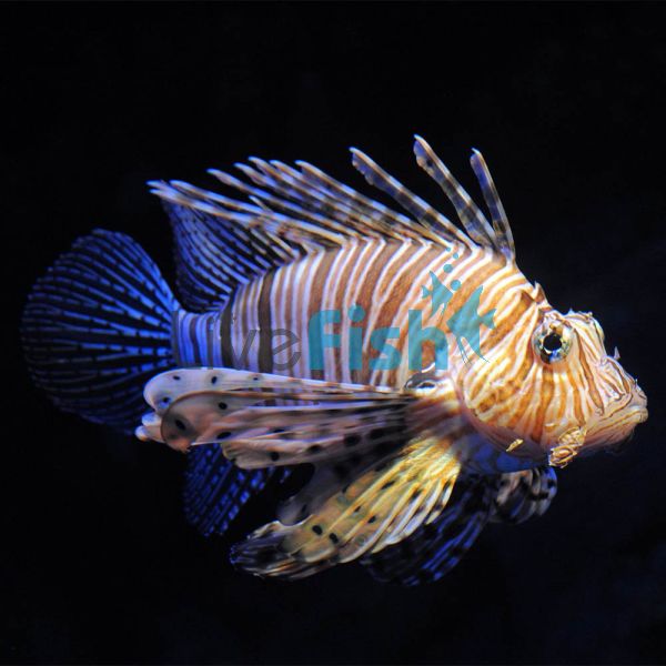 LionFish Volitans Black 