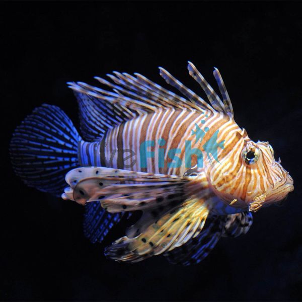LionFish Volitans Black 