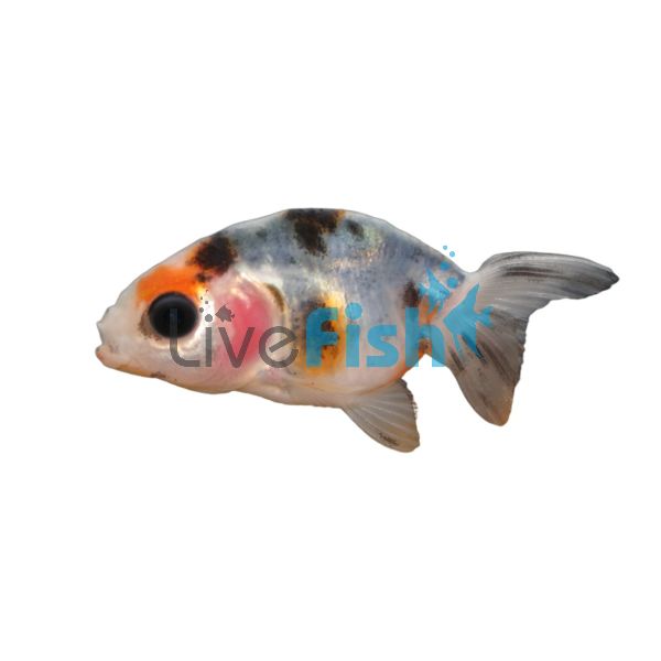 Lionhead Goldfish 5cm