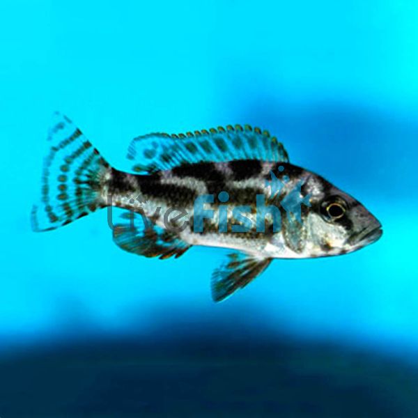 Nimbochromis Livingstoni 3.5cm