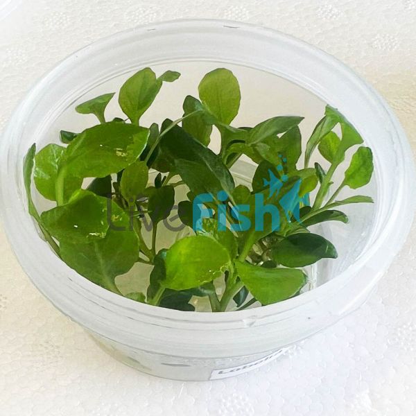 Lobelia Cardinalis - Tissue Culture