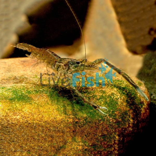 Freshwater Prawn (3-4cm)