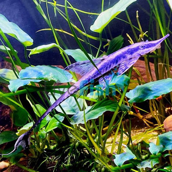 Long Nose Whiptail 20cm