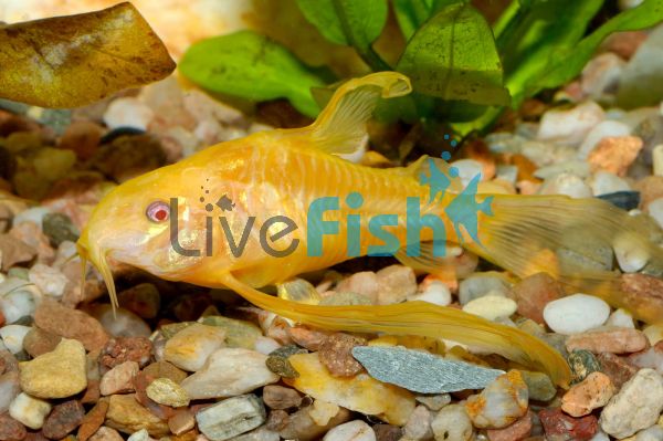 Albino Longfin Corydoras 3.5cm