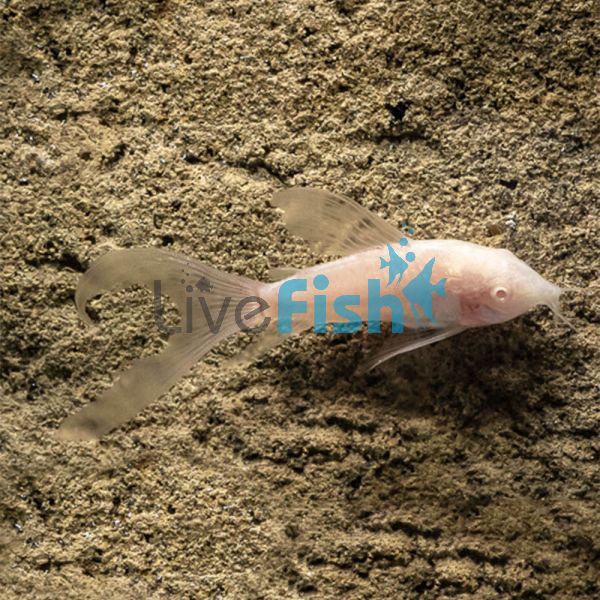 Albino Longfin Corydoras 2.5cm