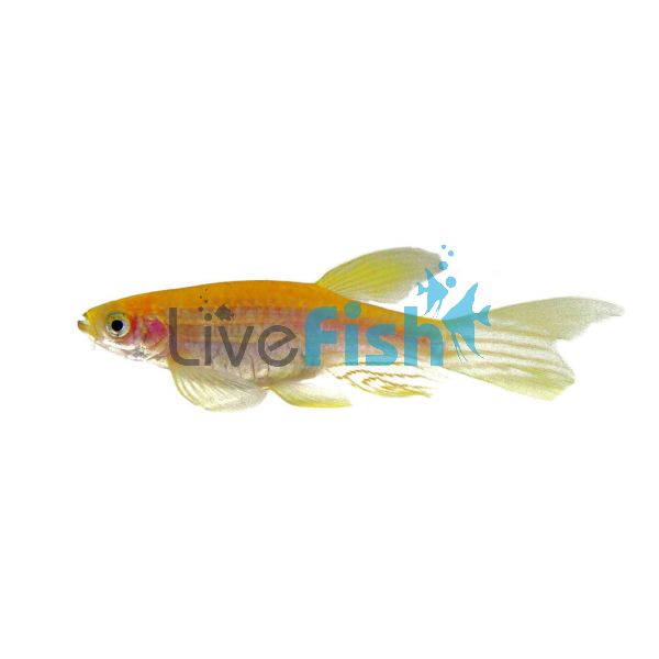 Longfin Gold Zebra Danio 4cm