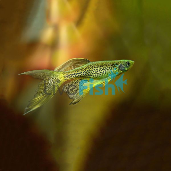 LongFin Leopard Danio 3.5cm