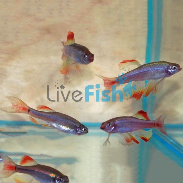 Juvenile Longfin White Cloud 2.5cm