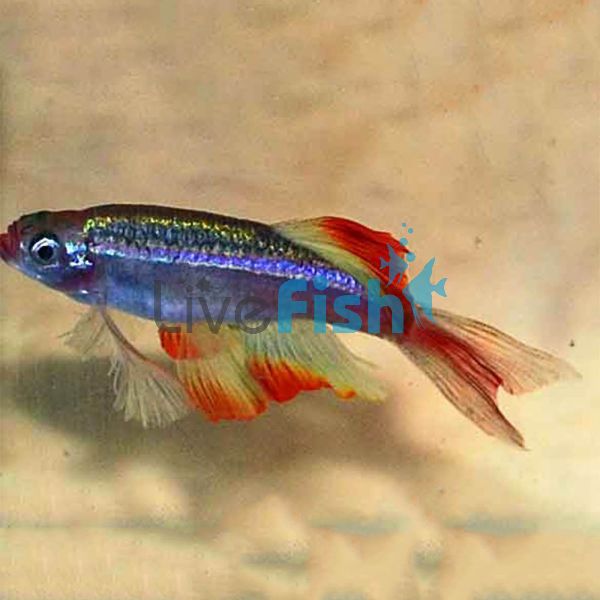 Juvenile Longfin White Cloud 3.5cm