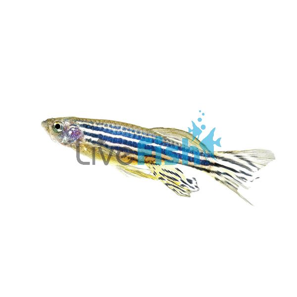 Longfin Zebra Danio 3.5cm