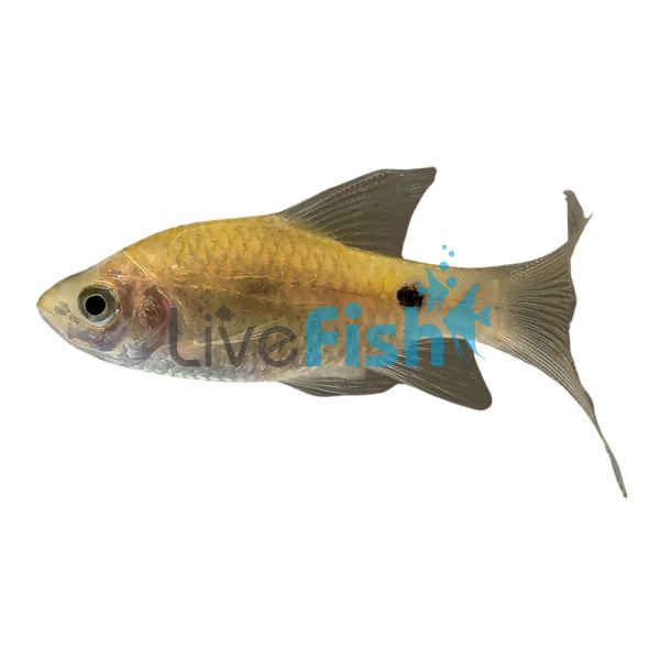 Longfin Golden Rosy Barb 4cm