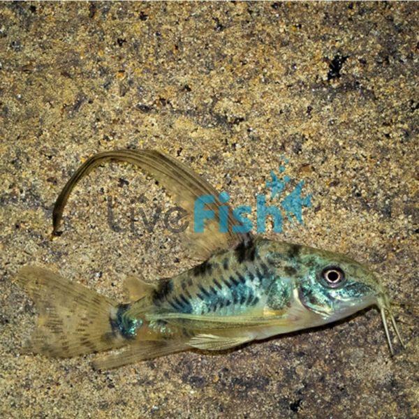 Longfin Peppered Corydoras 3.5cm