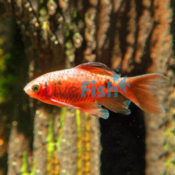 Long Fin Rosy Barb 4cm 