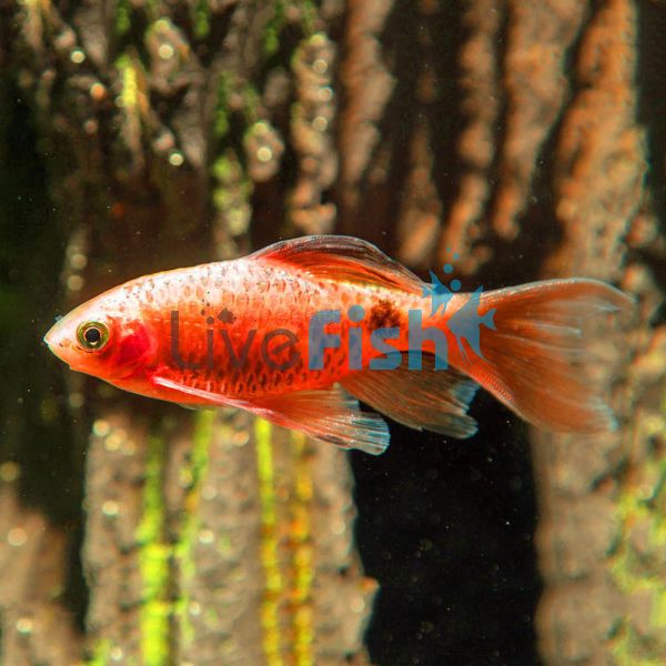 Longfin Rosy Barb Pair 4.5cm