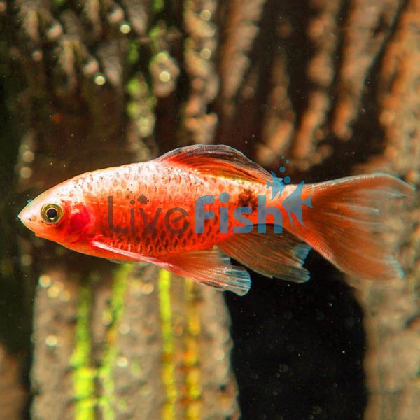 Longfin Rosy Barb Male 5.5cm