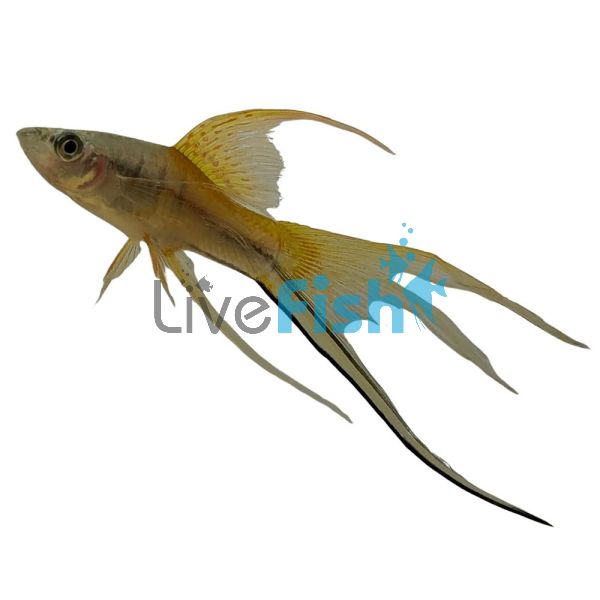 LT Neon Swordtail 5cm