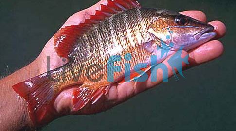 Mangrove Jack 5cm
