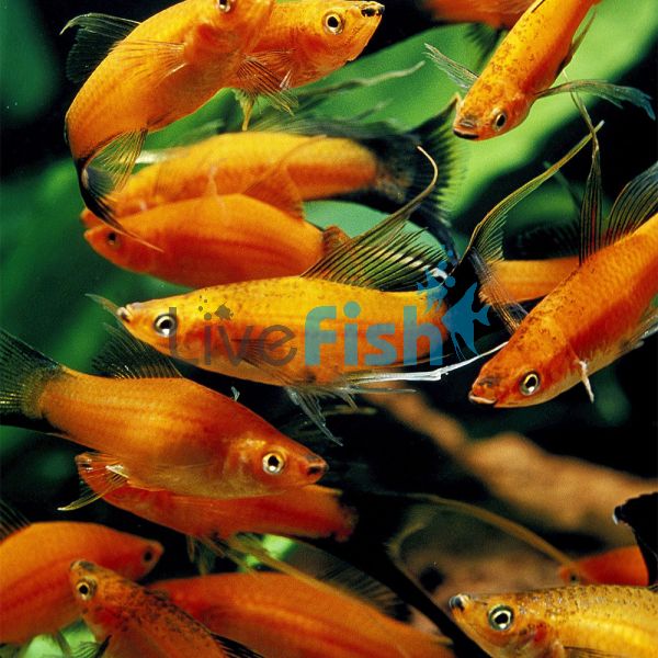 Lyretail Wagtail Red Swordtail 5cm