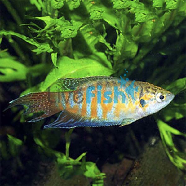 Paradise Fish 5cm