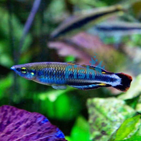 Madagascar Rainbow 5cm