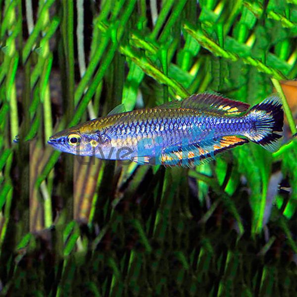 Madagascar Rainbow 3cm