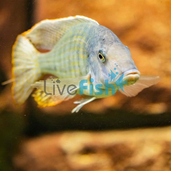 Malawi Sand Diver 4cm