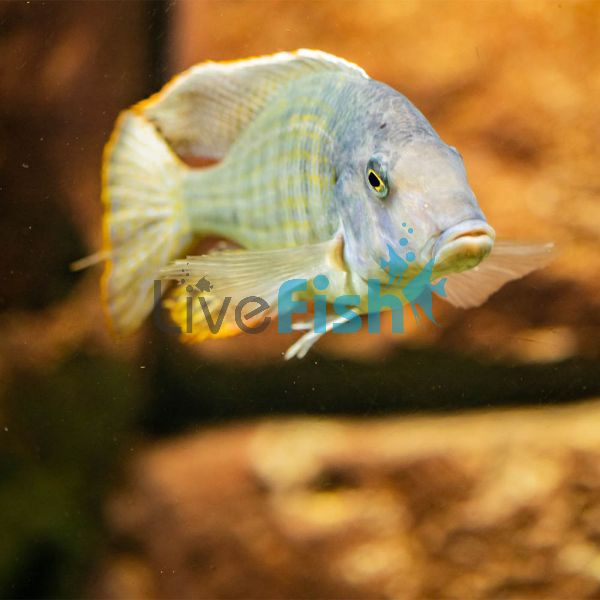 Malawi Sand Diver 7cm 