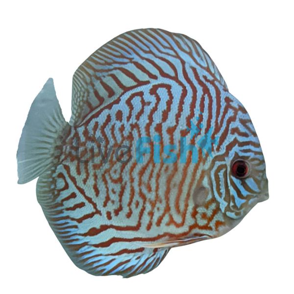 Malayan Tiger Discus 7cm