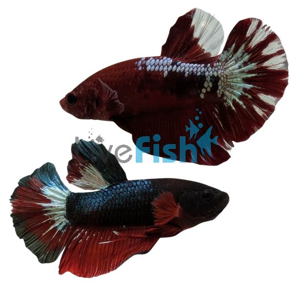 Male Betta Plakat Startail Red - Select 4cm