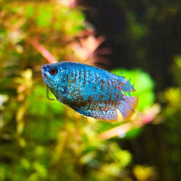 Male Dwarf Neon Gourami 5cm