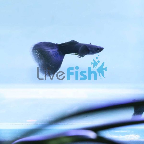 Male Elephant Ear Black Guppy 3.5cm