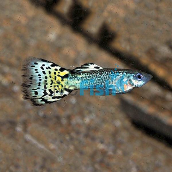 Male Green Cobra Guppy 3.5cm