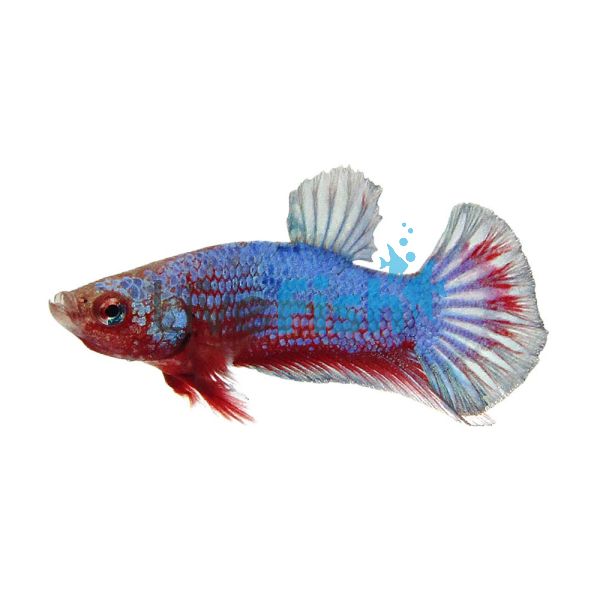 Male Plakat Hellboy S. Betta 4cm