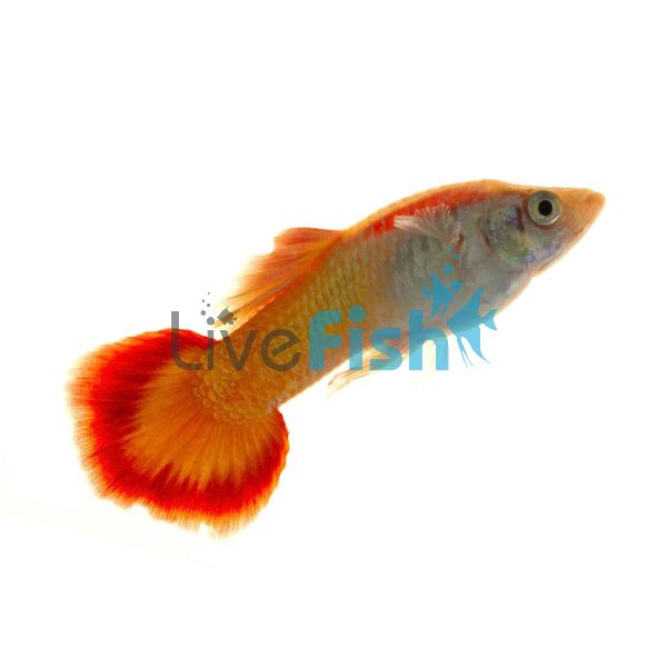 Male Sunset Guppy 3.5cm