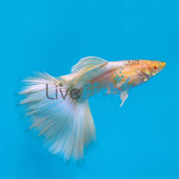 Male Albino Full Platinum Guppy 3cm