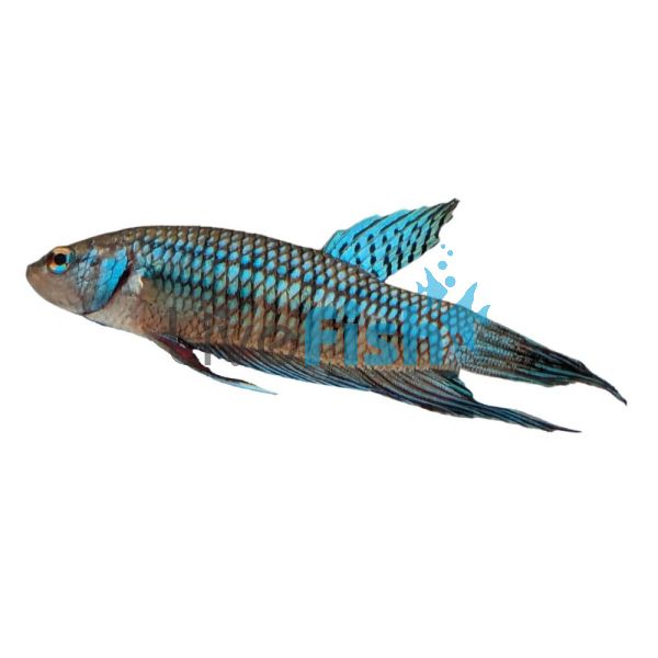 Male Alien Green Betta Select - Wild Caught 4cm