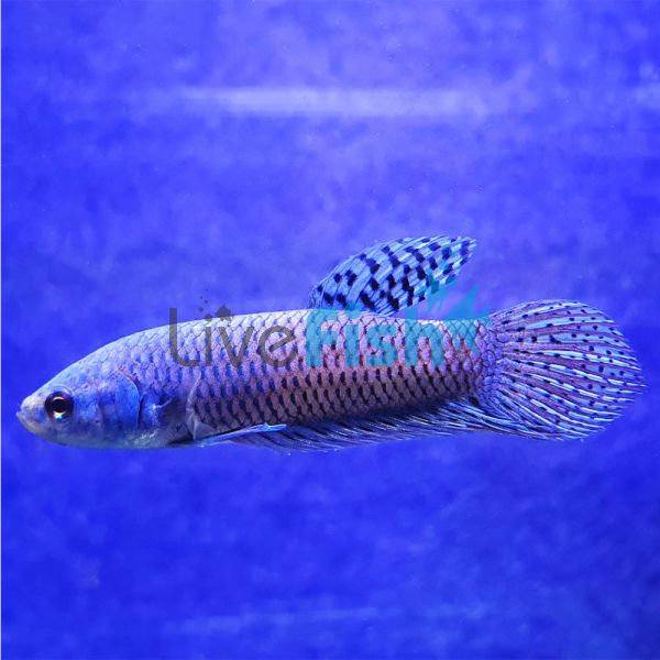 Male Betta Alien Blue Select - Wild Caught 4cm