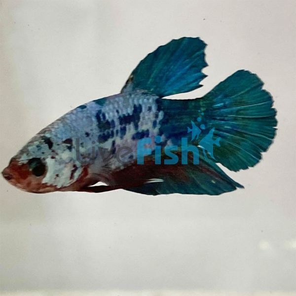 Male Betta Candy Nemo 5cm 