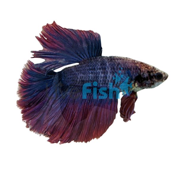 Male Betta Halfmoon Feathertail 5cm
