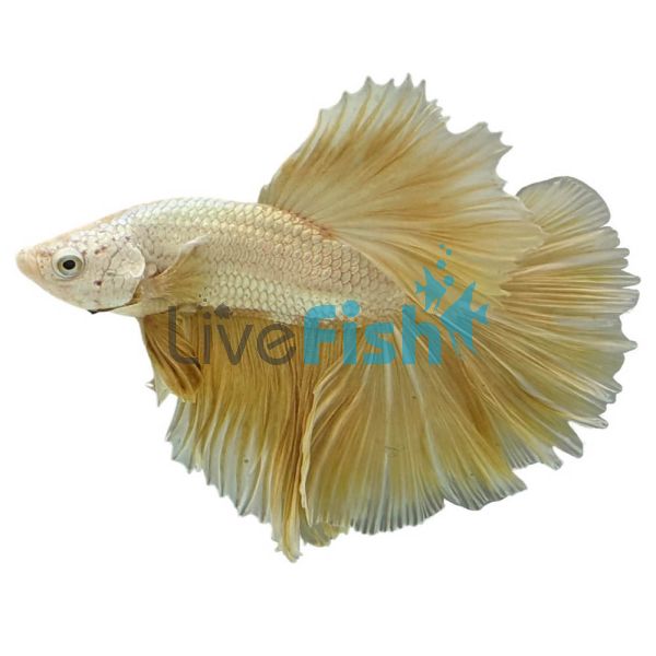 Male Betta Halfmoon Golden 5cm