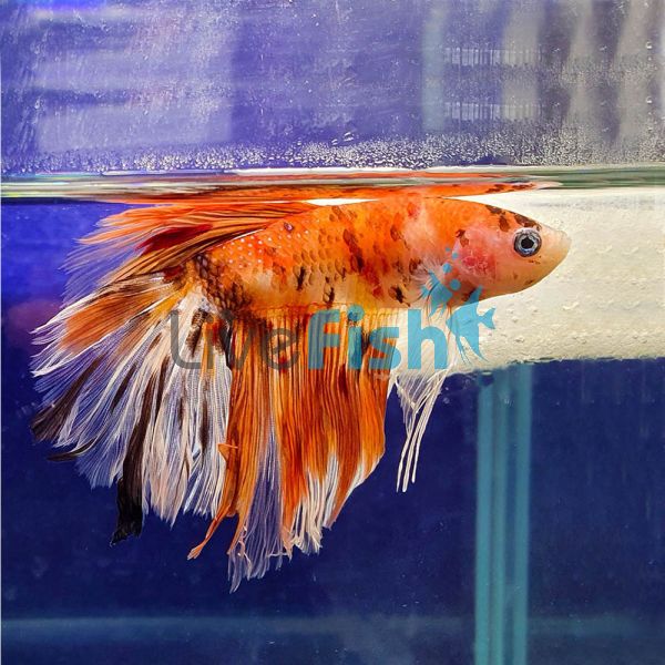 Male Betta Delta Koi Candy Nemo 5cm