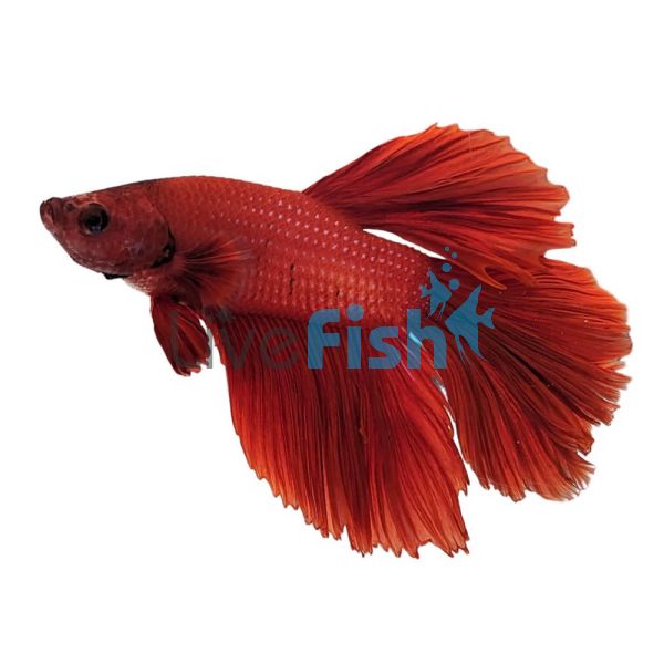 Male Betta Halfmoon Red 5cm