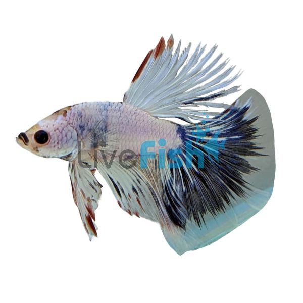 Male Betta Halfmoon Spotted 5cm